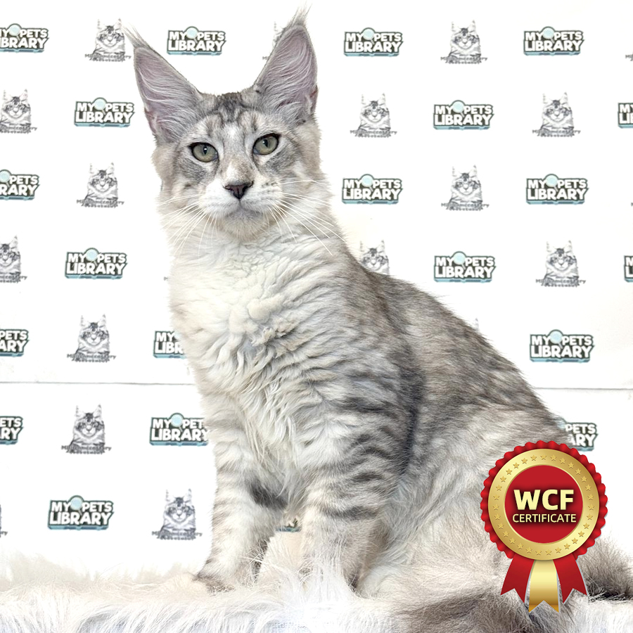 WCF Maine Coon Kitten