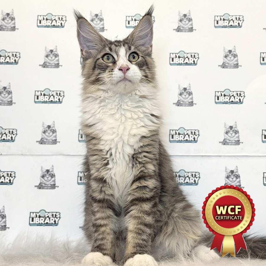 WCF Maine Coon Kitten