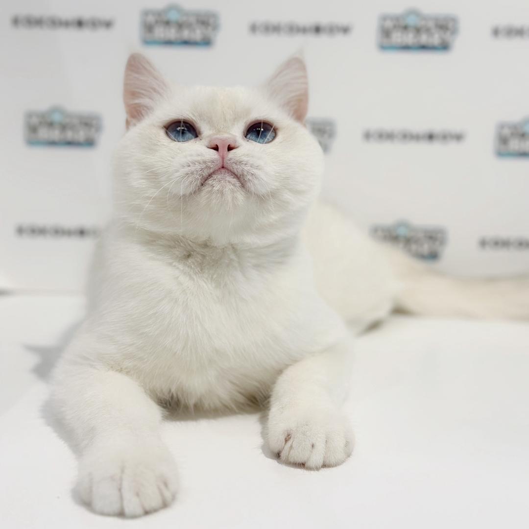 British Shorthair Kitten