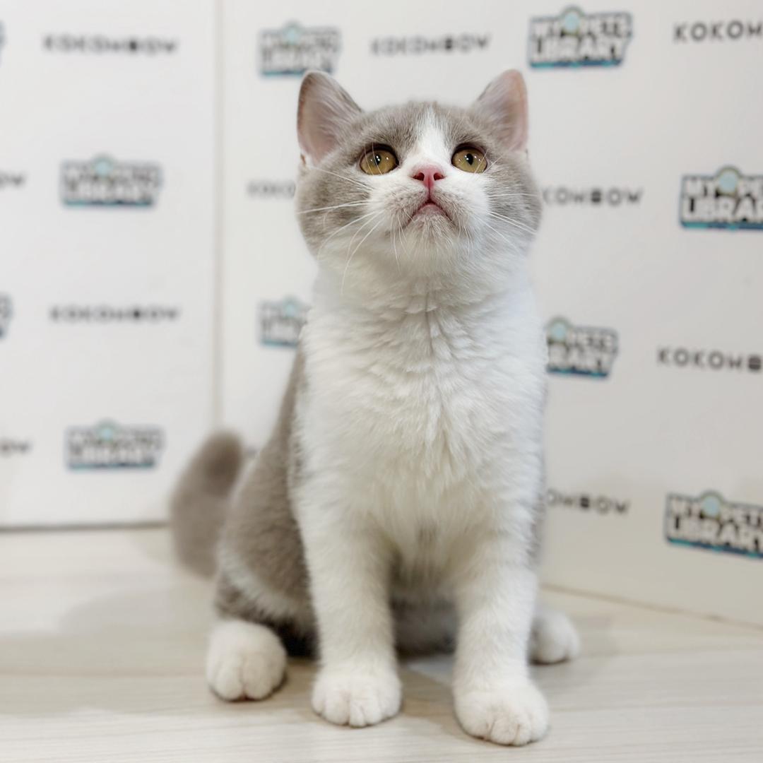 British Shorthair Kitten