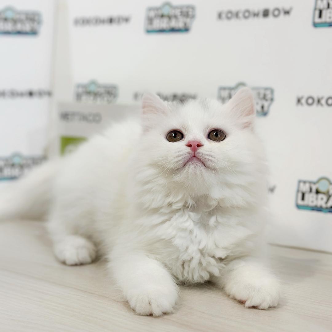British Longhair Kitten