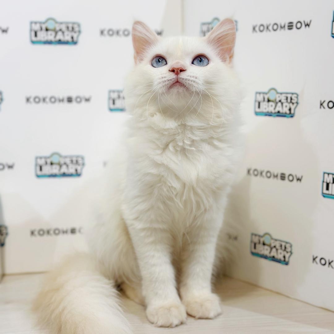 Turkish Angora Persian Kitten