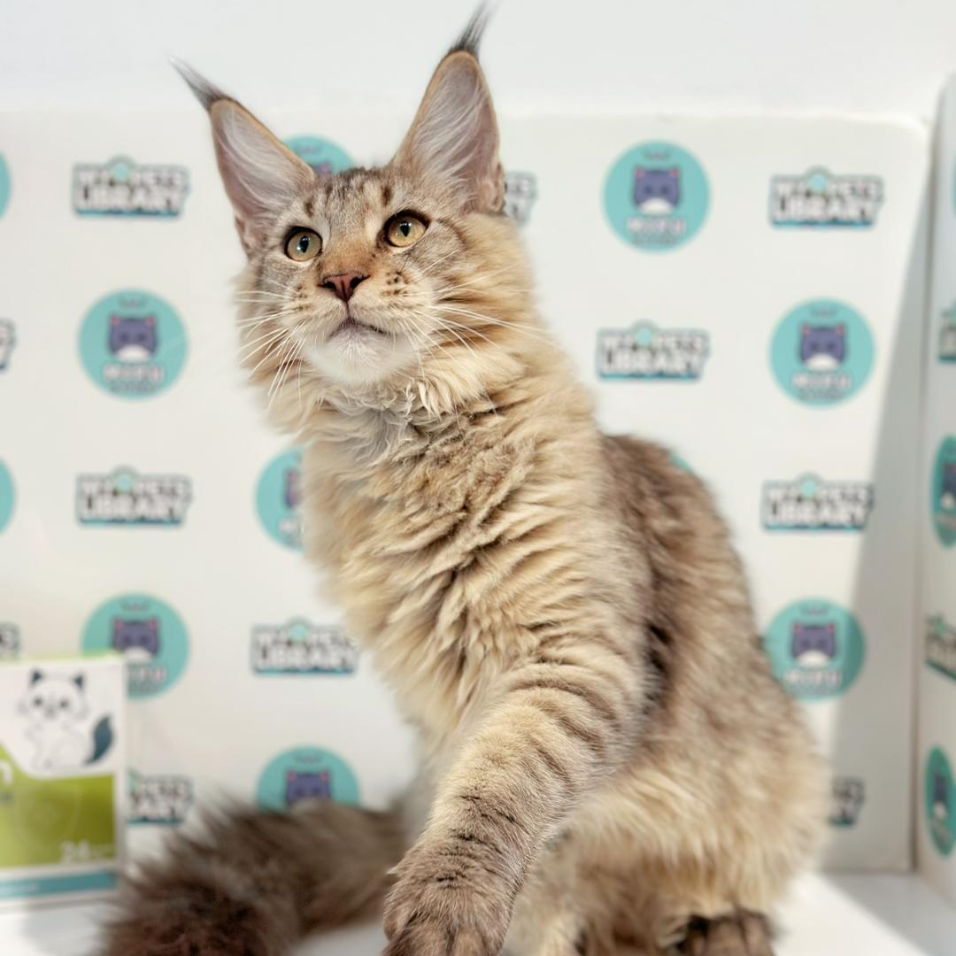 Maine Coon Kitten