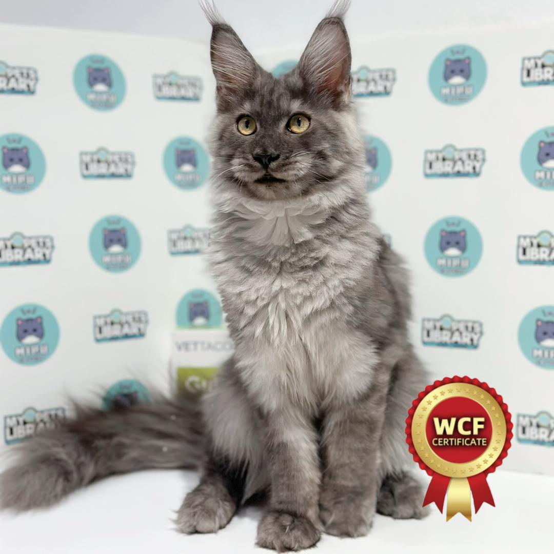 WCF Maine Coon Kitten