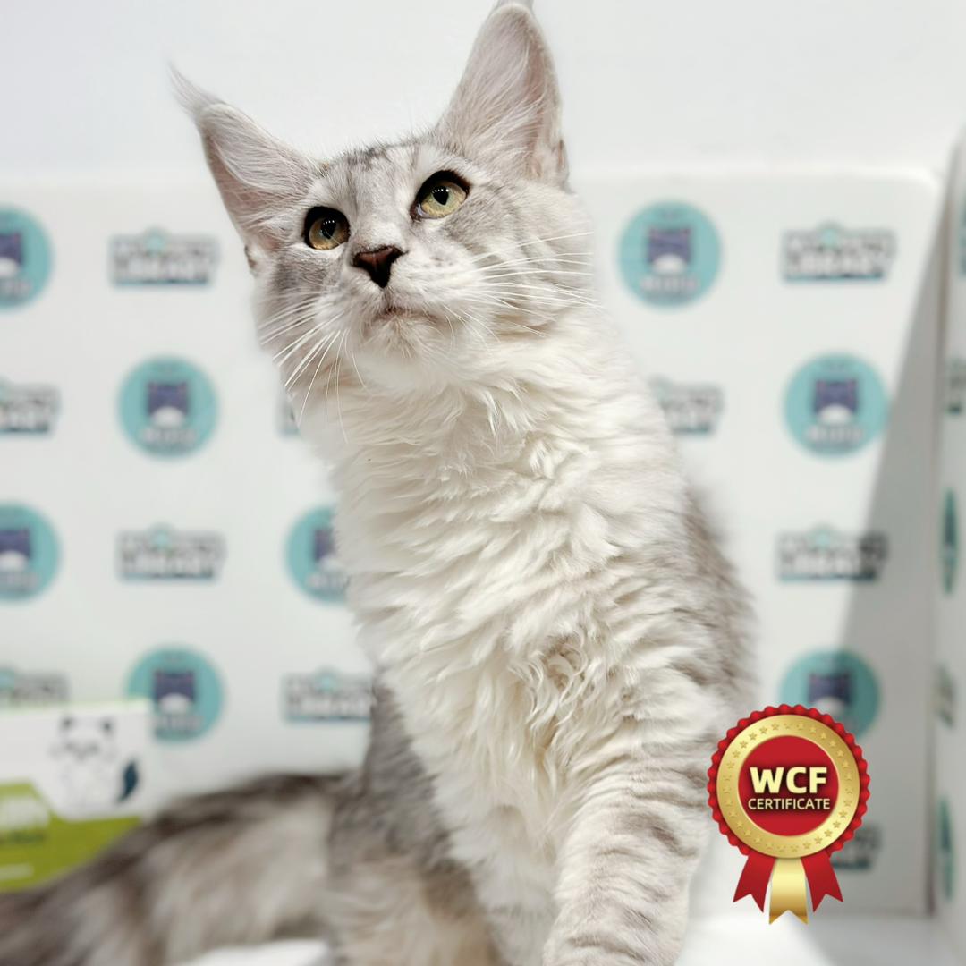 WCF Maine Coon Kitten