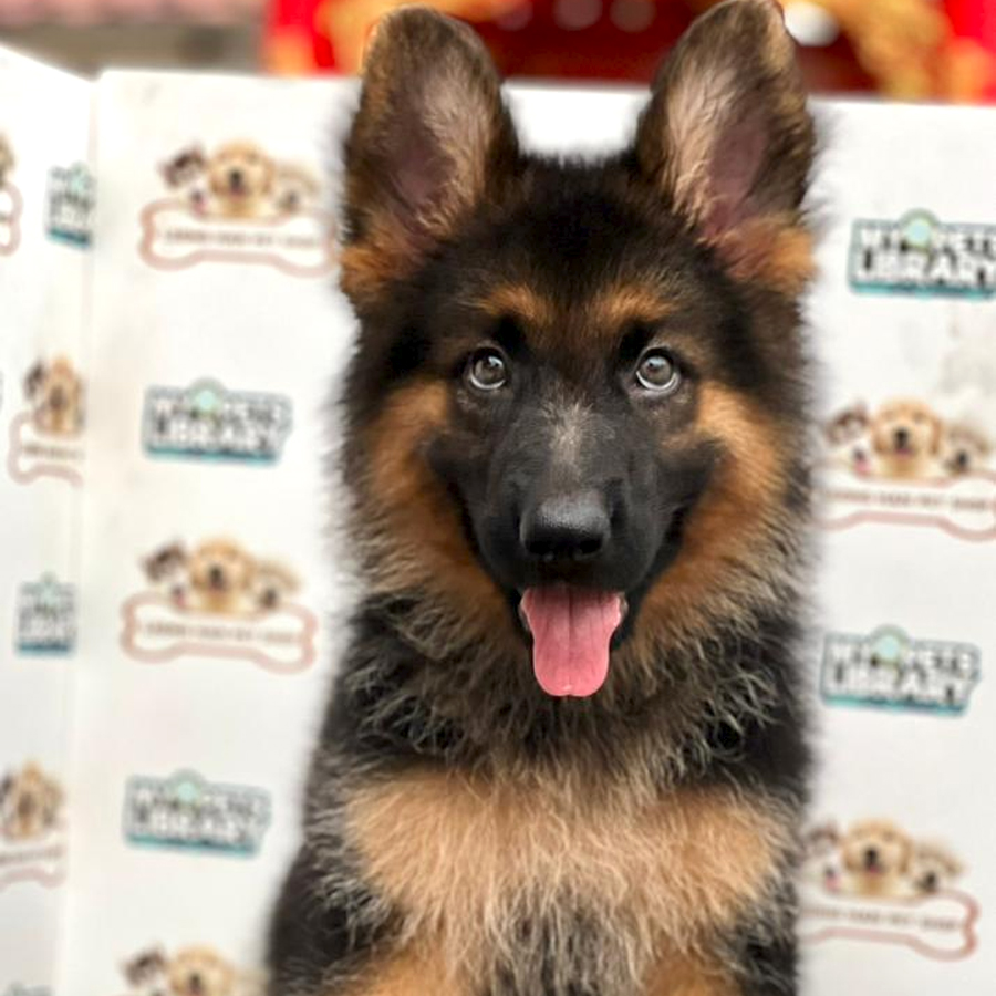 German Shepherd Puppy