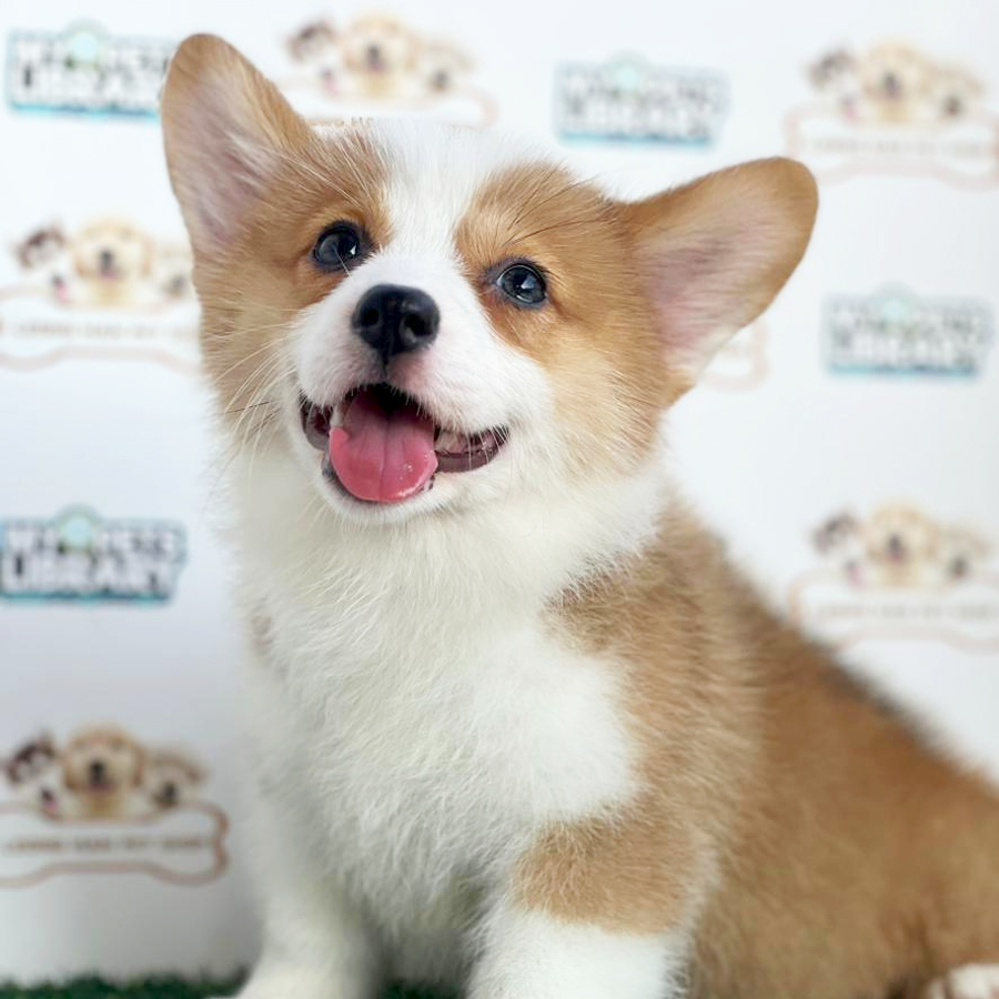 Welsh Corgi Puppy