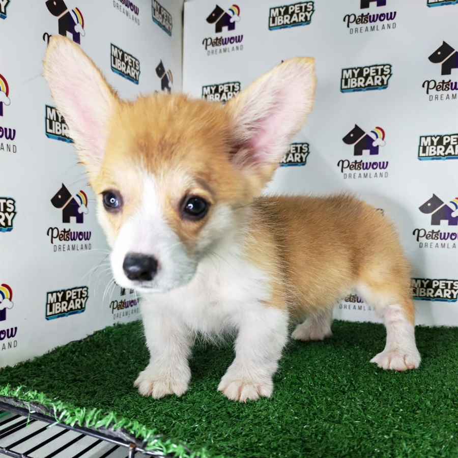 Pembroke Welsh Corgi Puppy