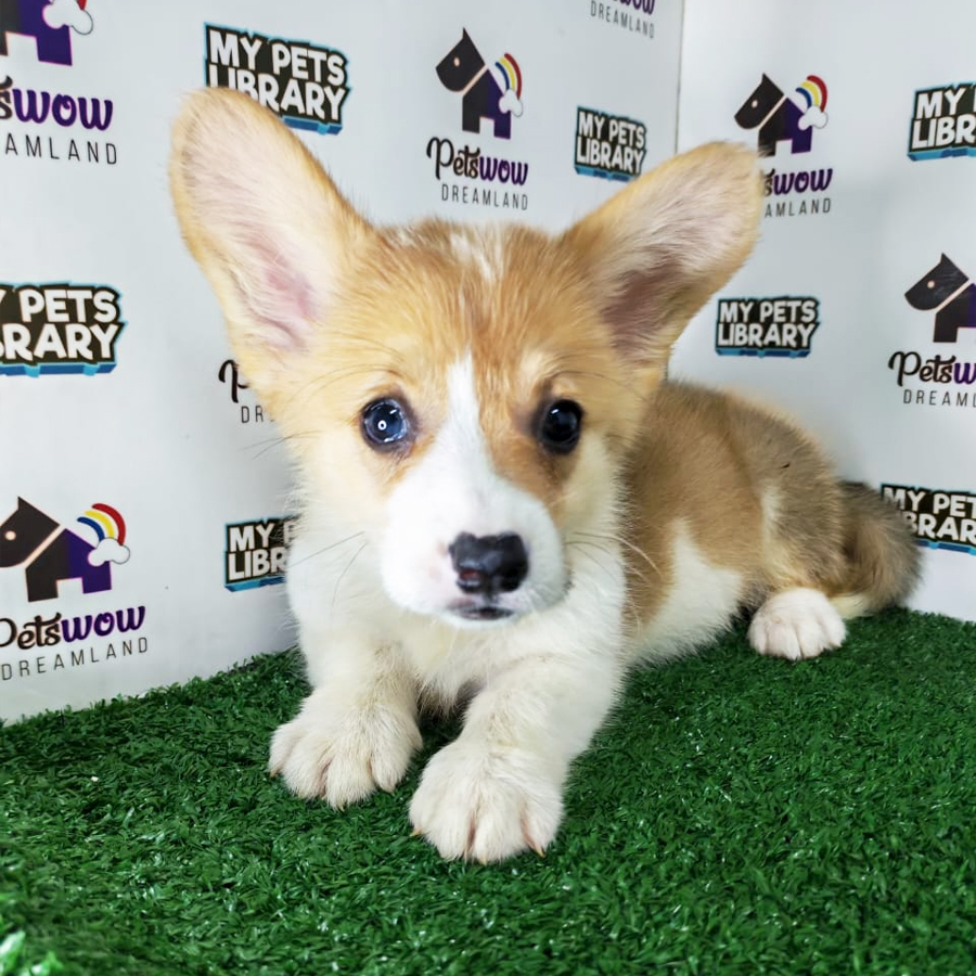 Pembroke Welsh Corgi Puppy