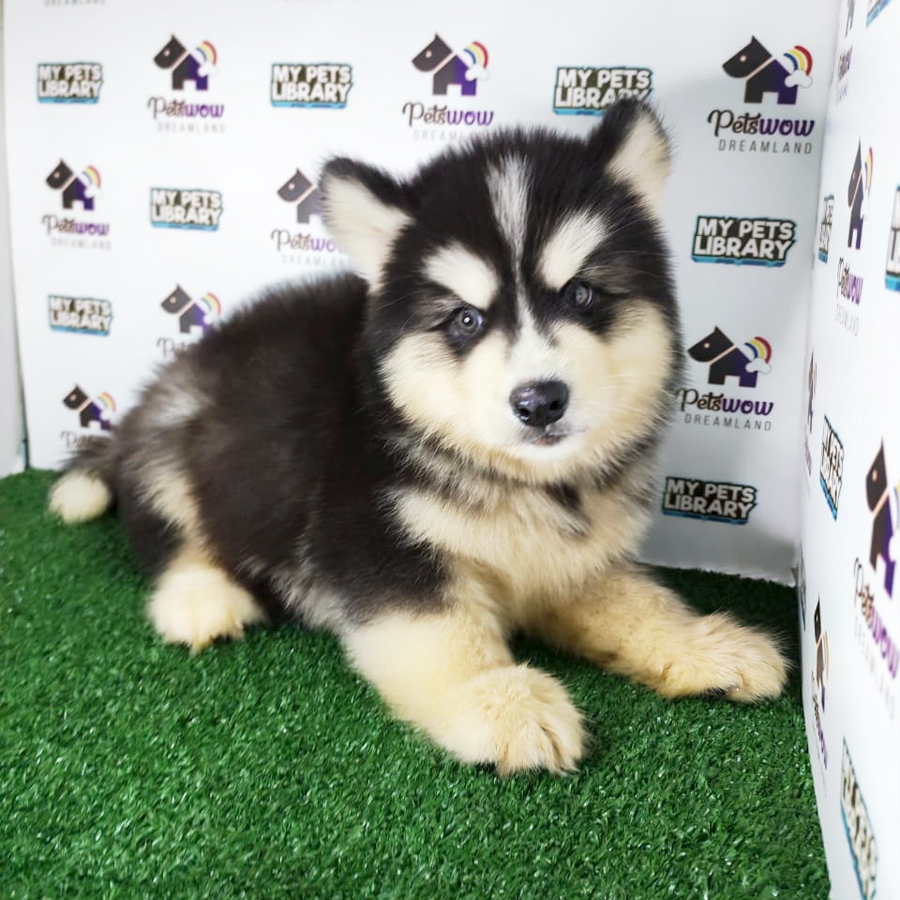Wooly Husky Puppy