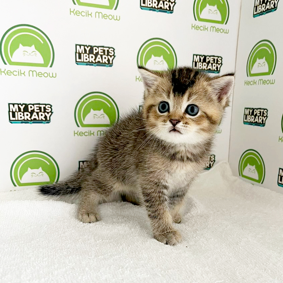 British Shorthair Kitten