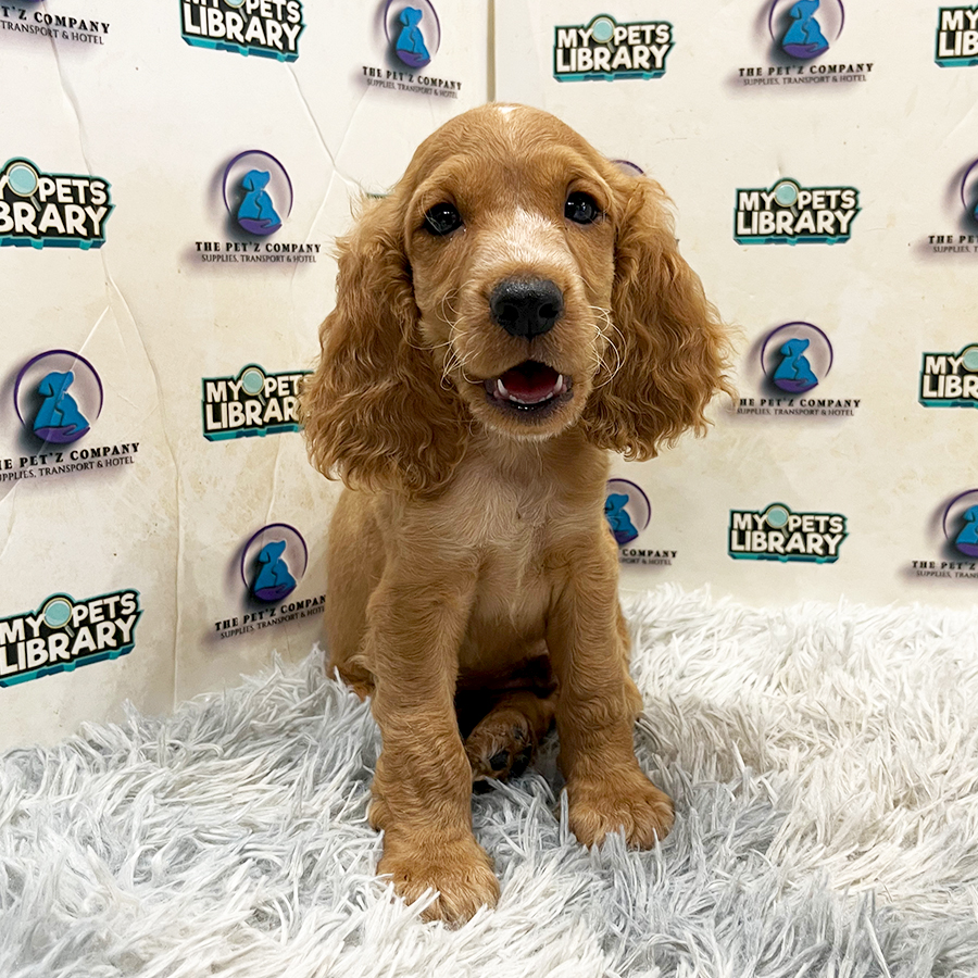 Cocker Spaniel Puppy