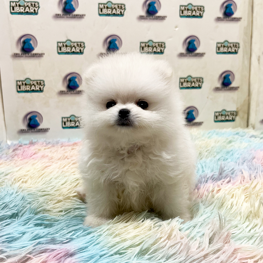 Pomeranian Puppy