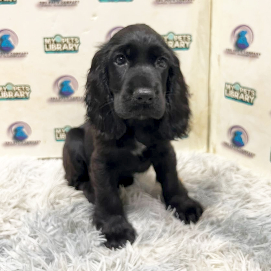 Cocker Spaniel Puppy