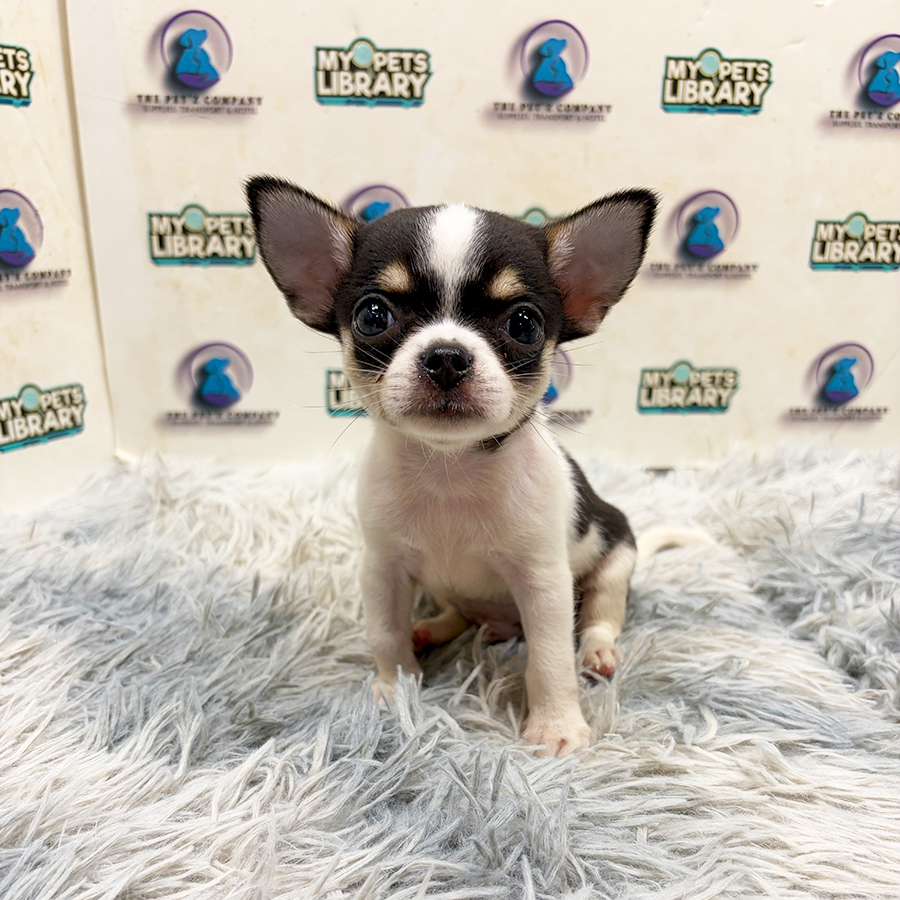 Chihuahua Puppy