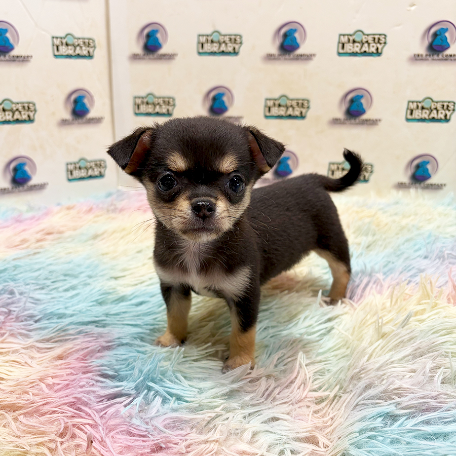 Chihuahua Puppy