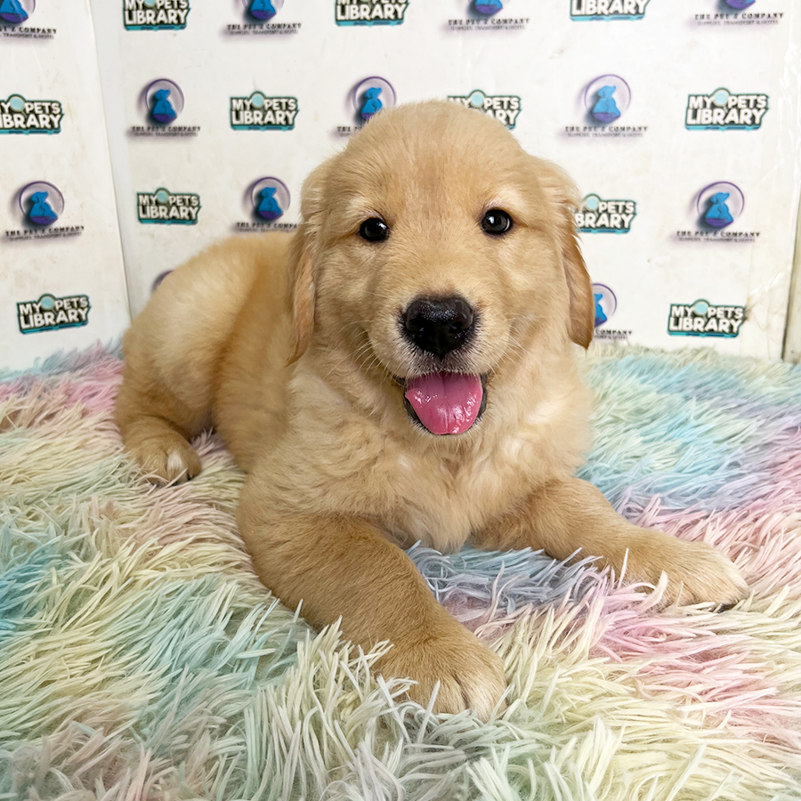 Golden Retriever Puppy