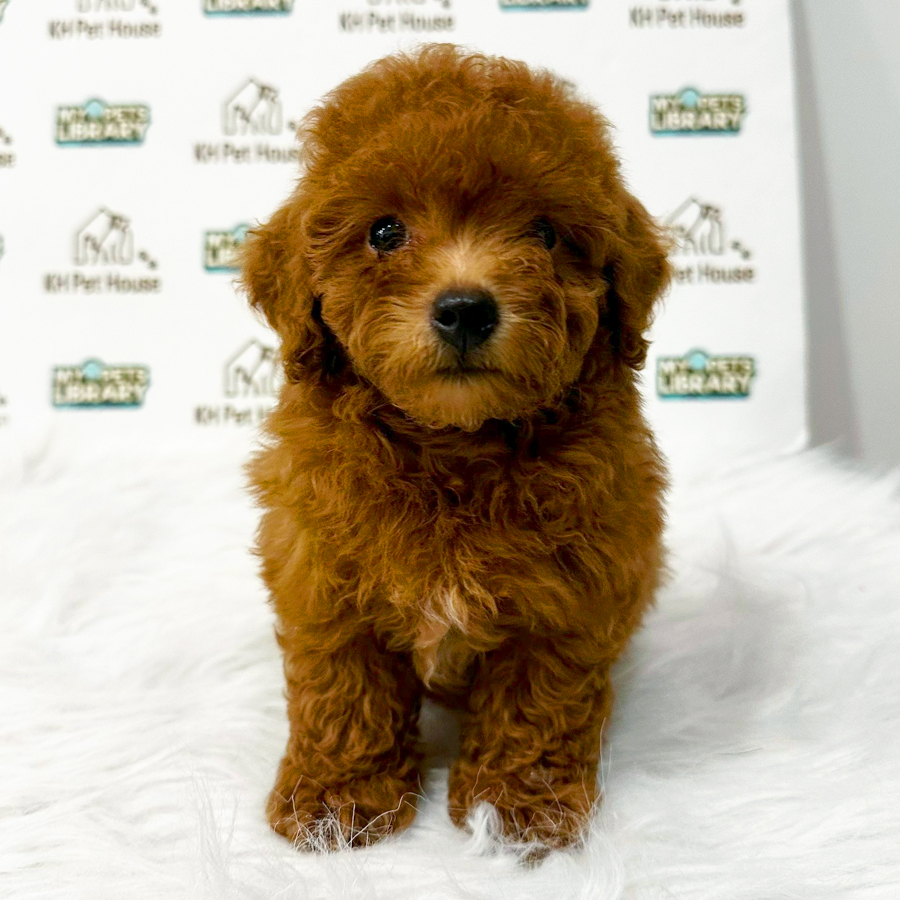 Toy Poodle Puppy