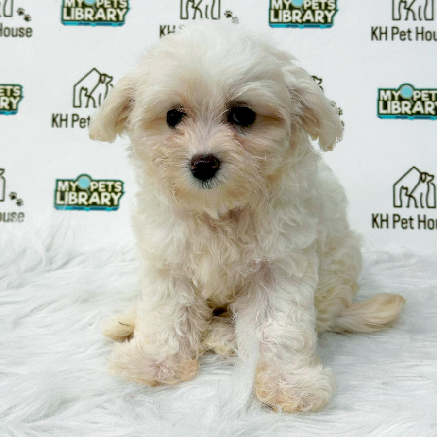 Maltipoo Puppy