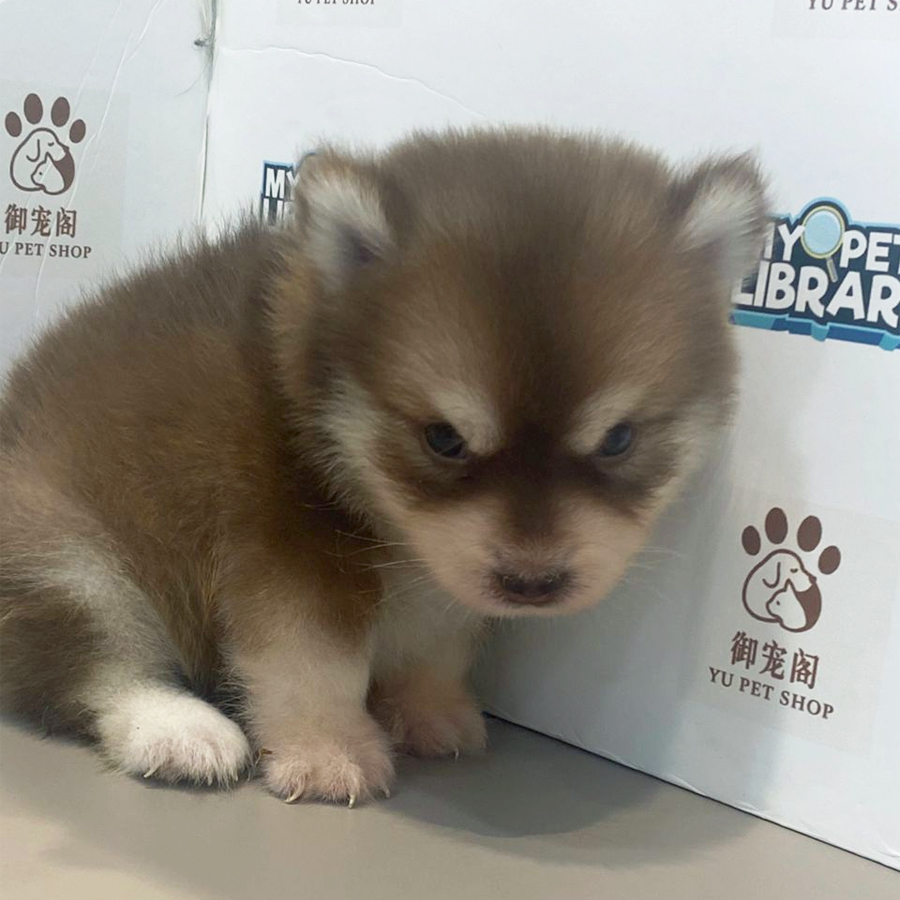 Pomsky Puppy
