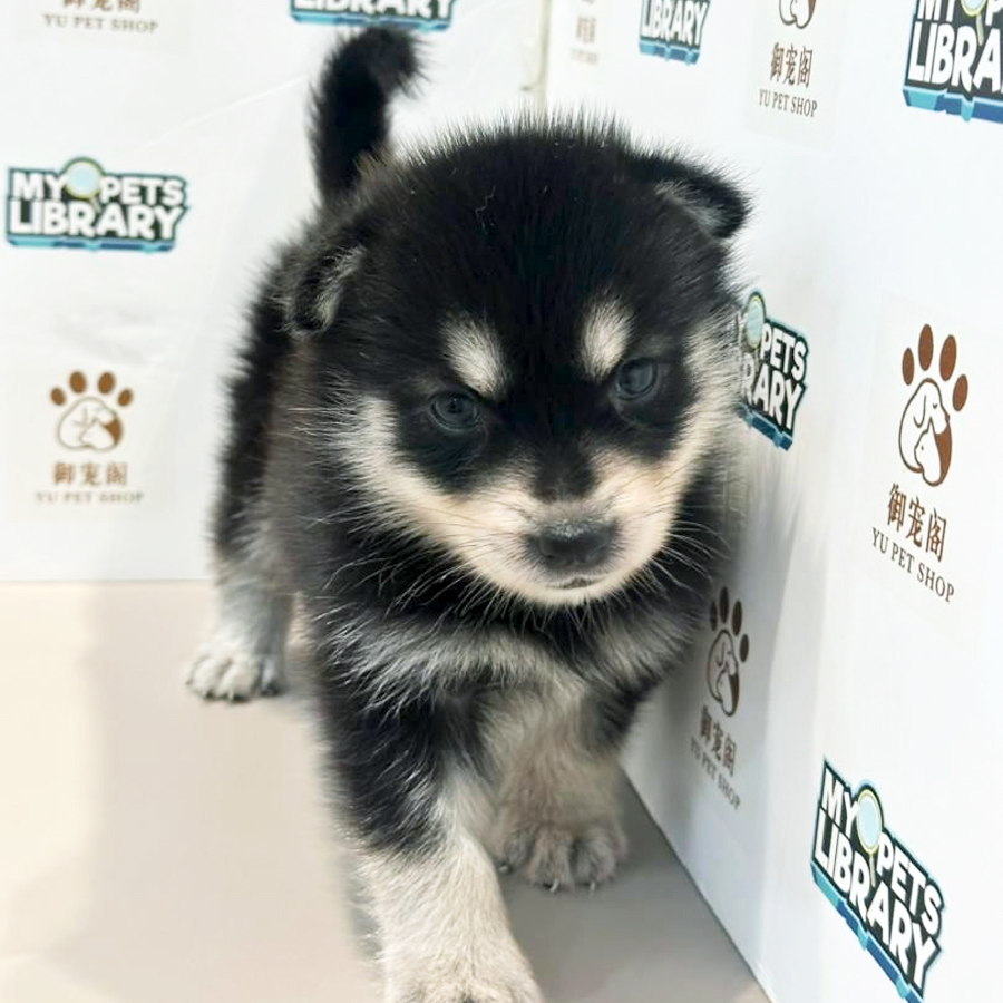 Pomsky Puppy