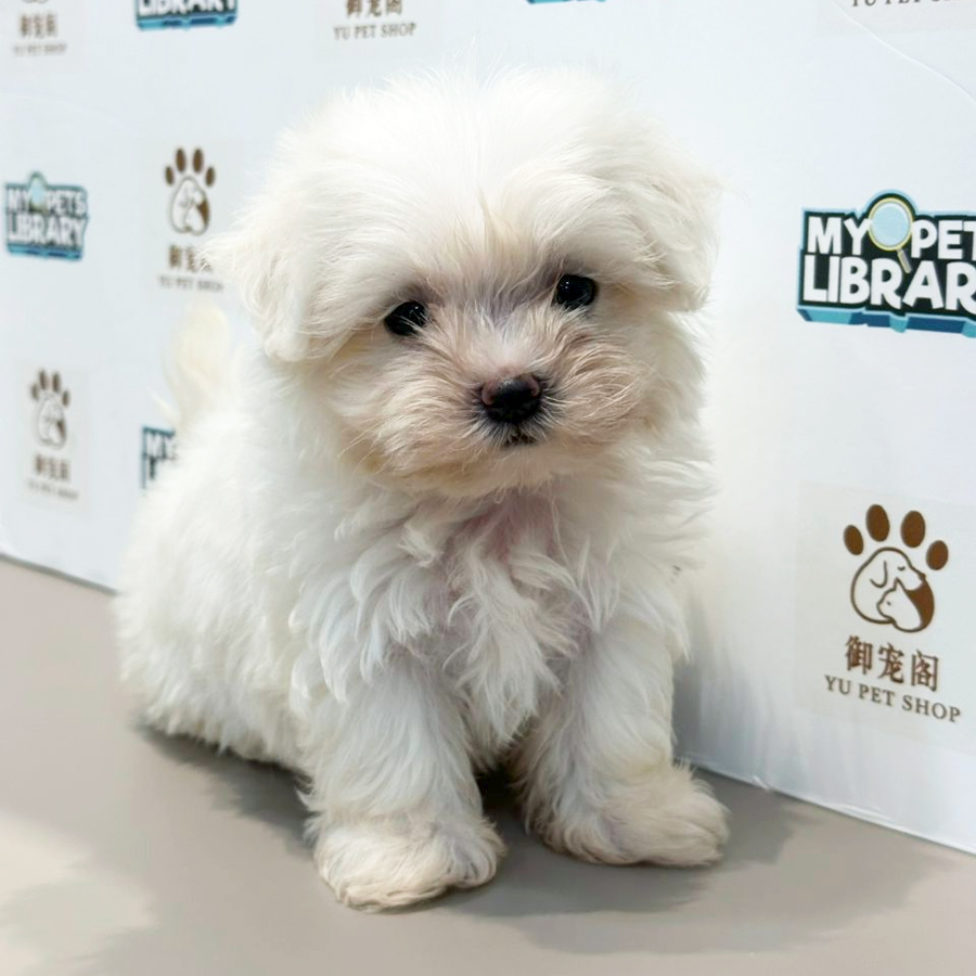 Maltese Puppy