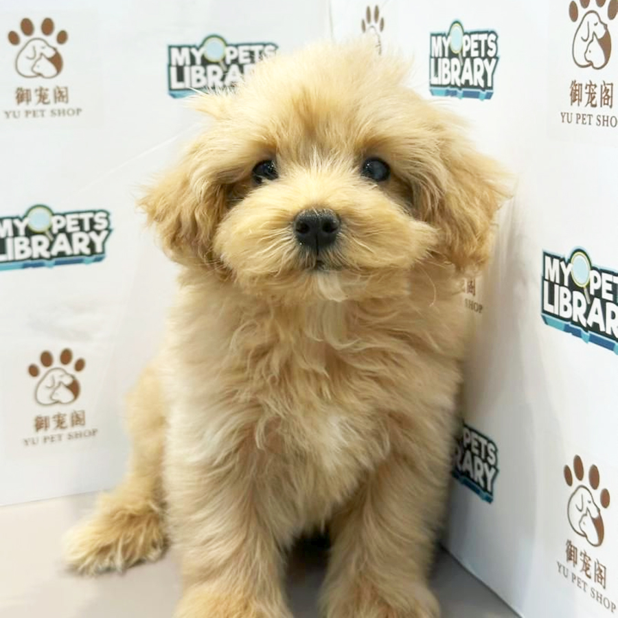 Maltipoo Puppy