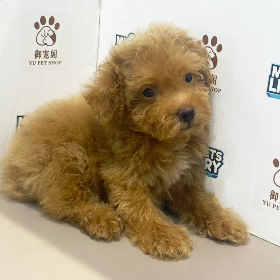 Maltipoo Puppy