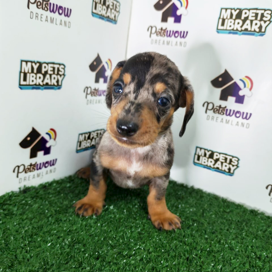 Dachshund Puppy