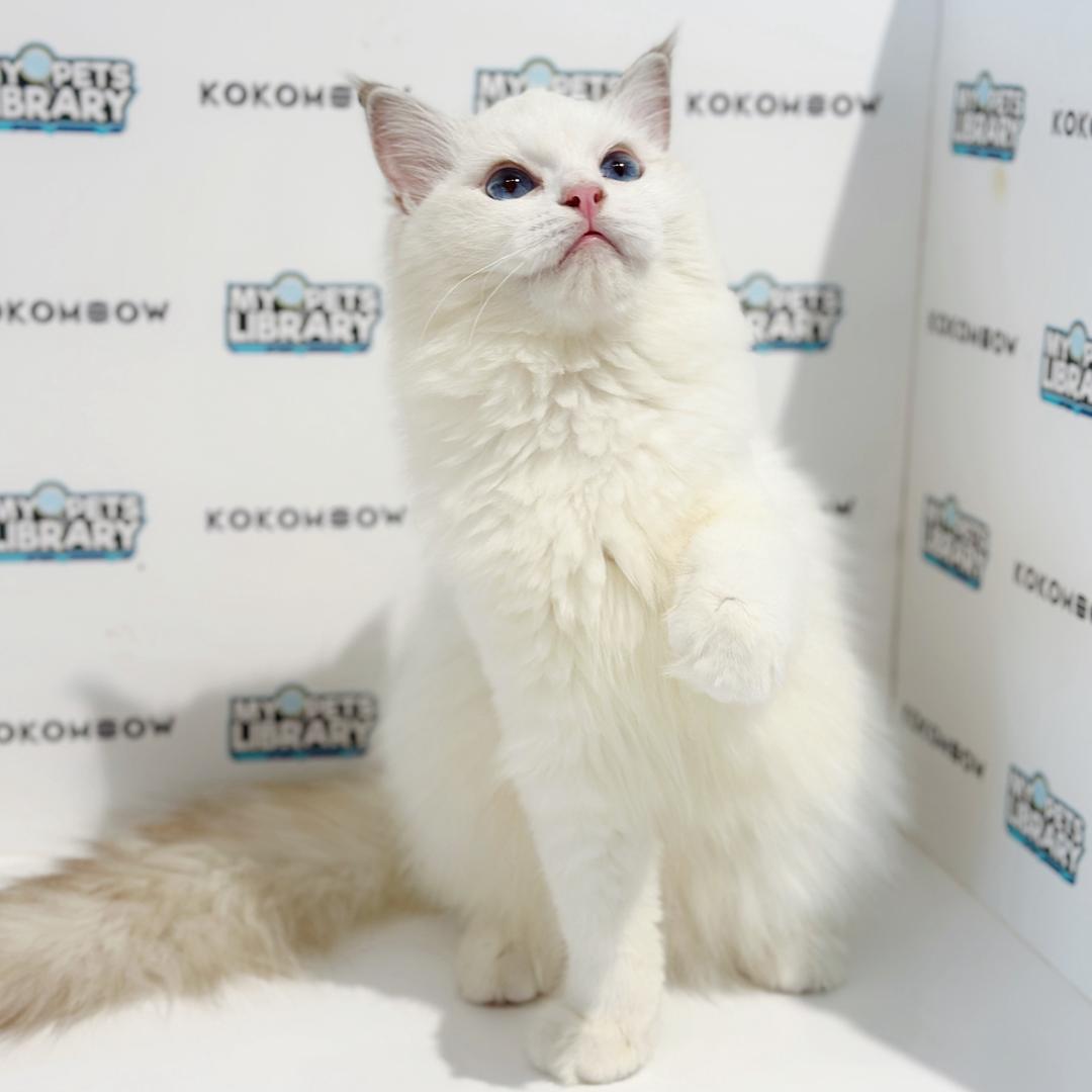 Ragdoll Kitten