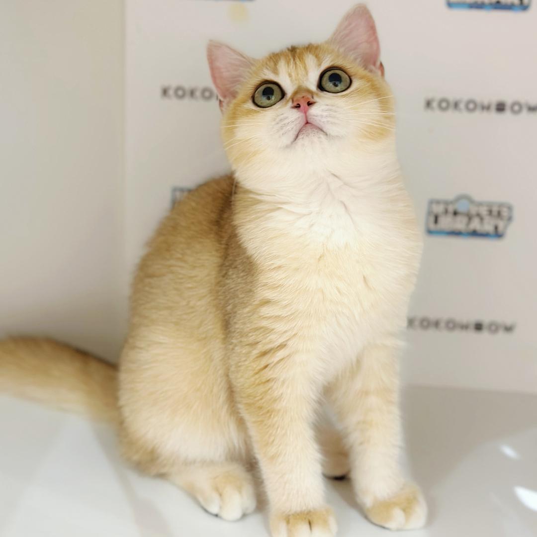 British Shorthair Kitten