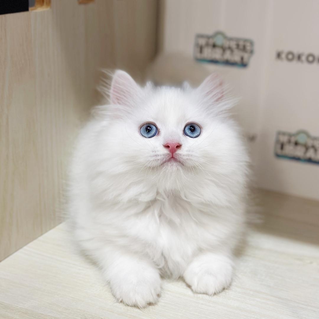 British Longhair Kitten