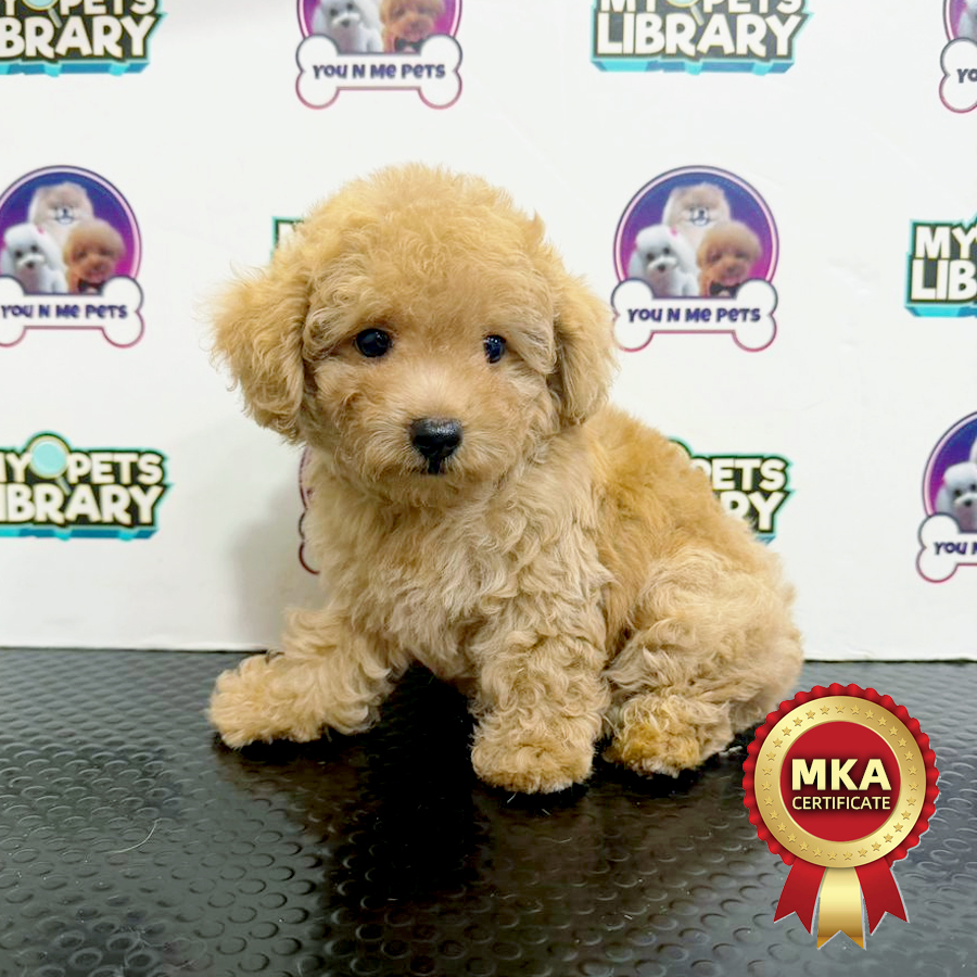 MKA Tiny Poodle Puppy