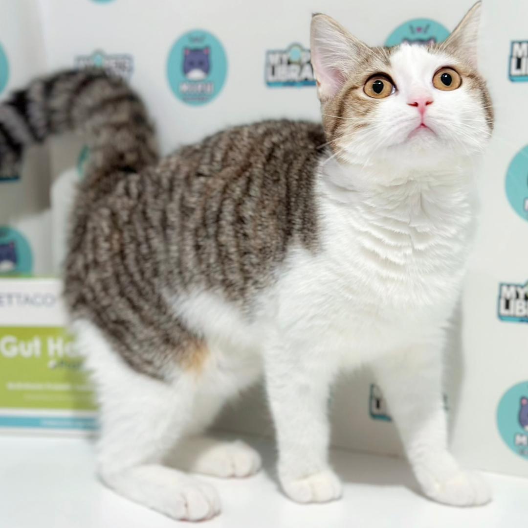 Scottishstraight Kitten