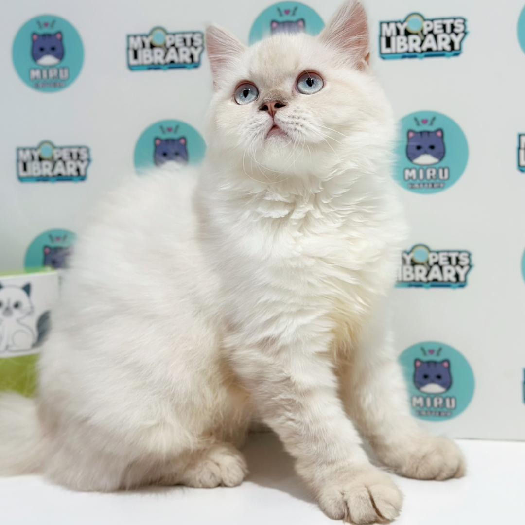 Himalayan Persian Kitten