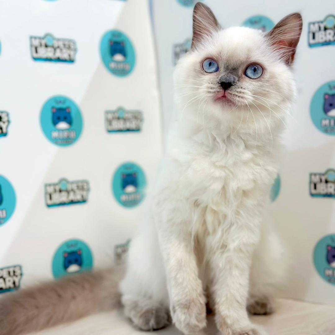 Himalayan Persian Kitten