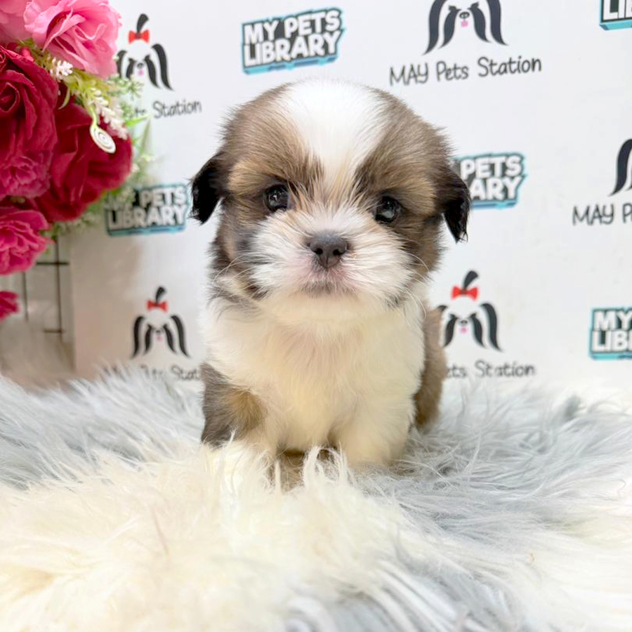 Shih Tzu Puppy
