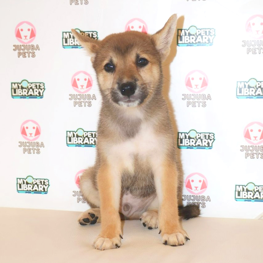 Shiba Inu Puppy