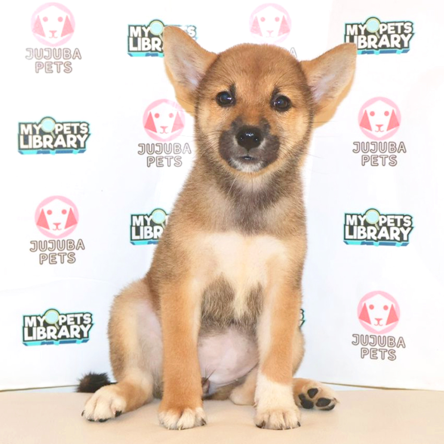 Shiba Inu Puppy