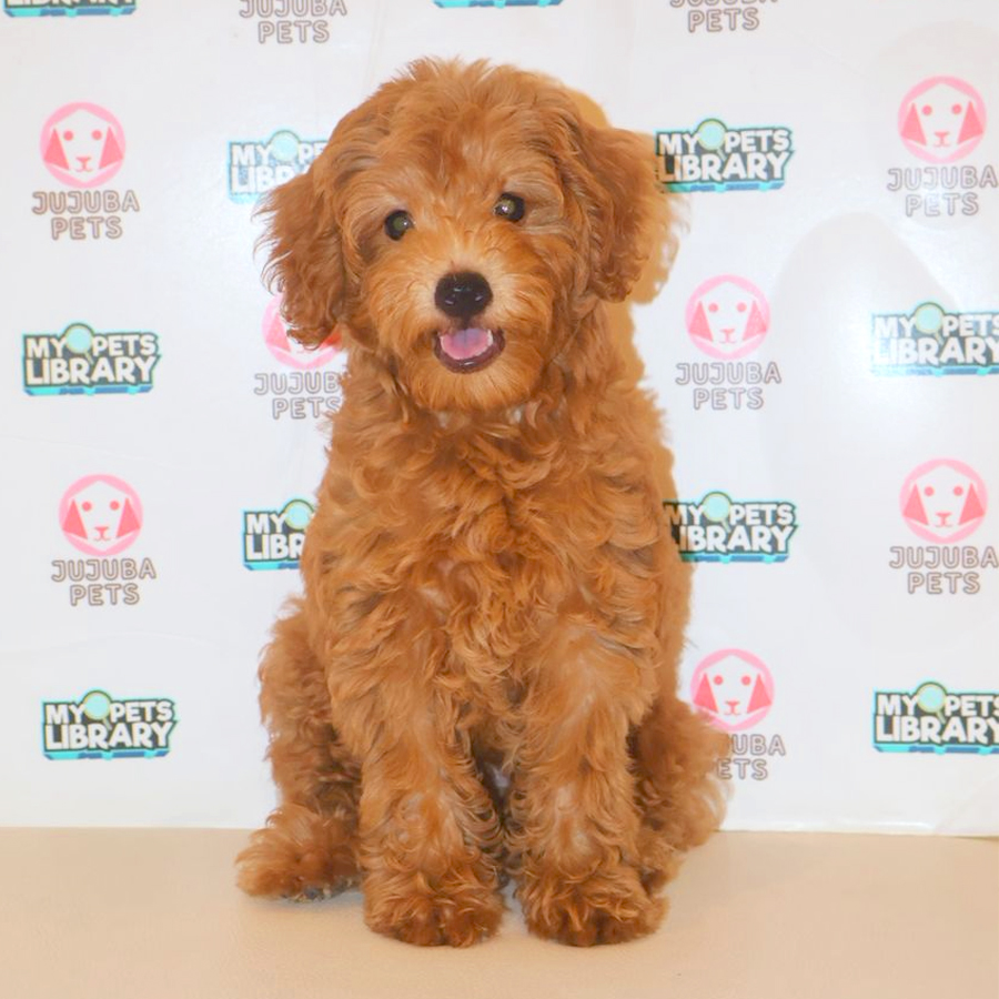 Toy Poodle Puppy