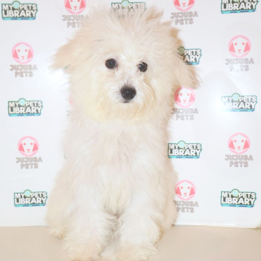Poochon Puppy