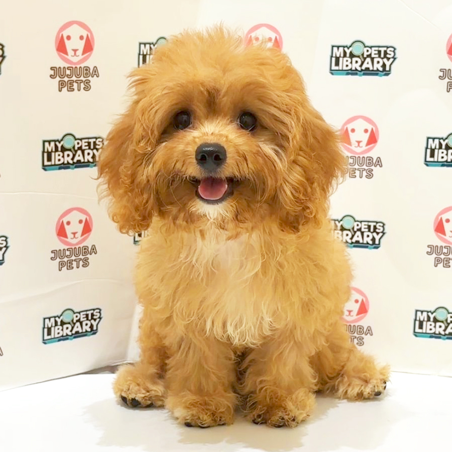 Cavapoo Puppy