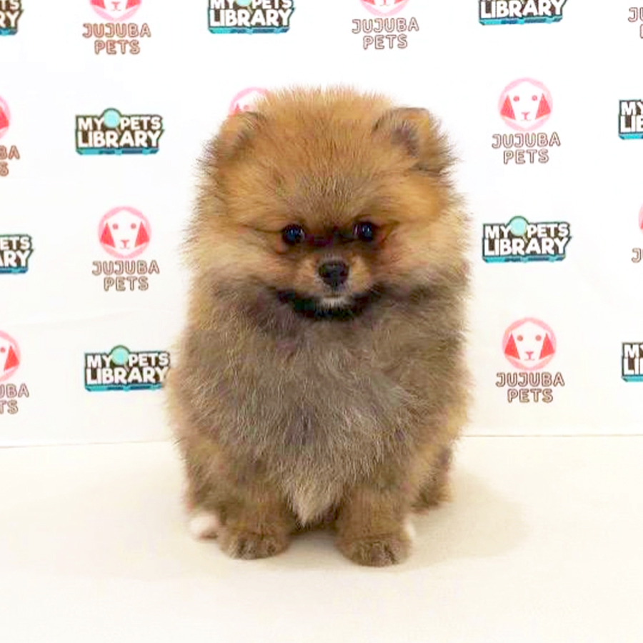 Pomeranian Puppy