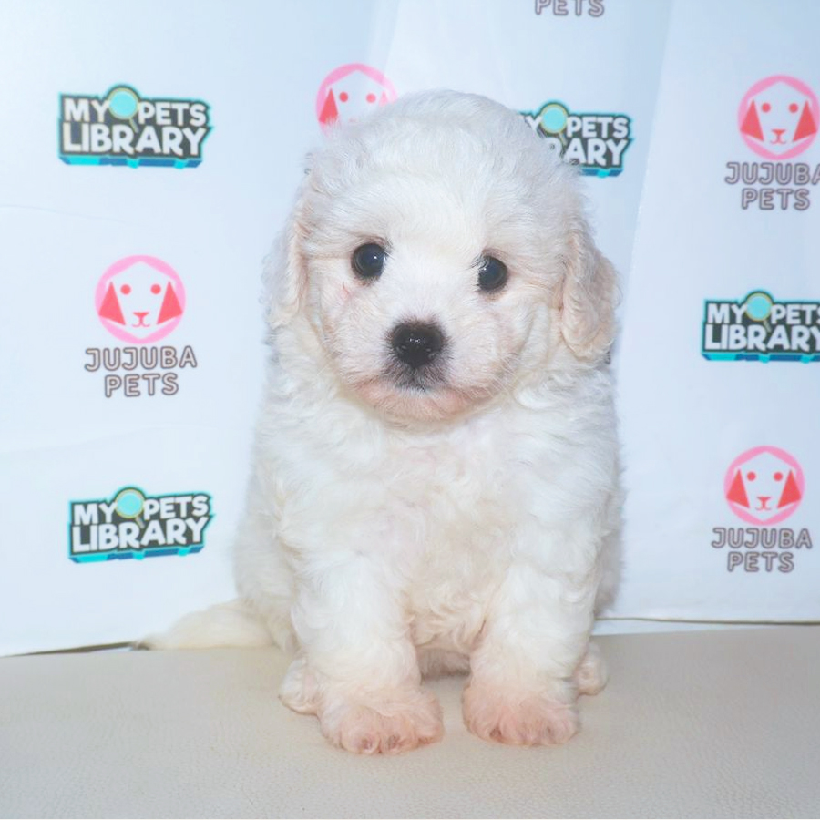 Bichon Frise Puppy