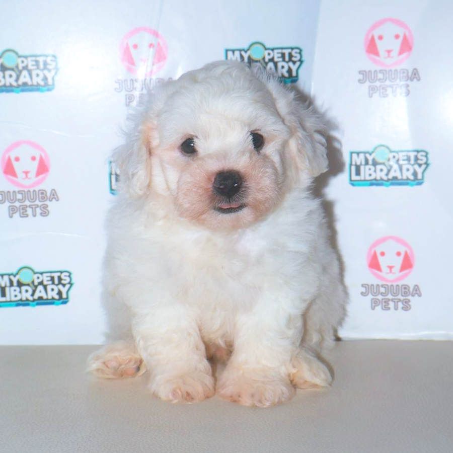 Bichon Frise Puppy