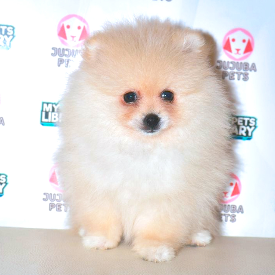 Pomeranian Puppy