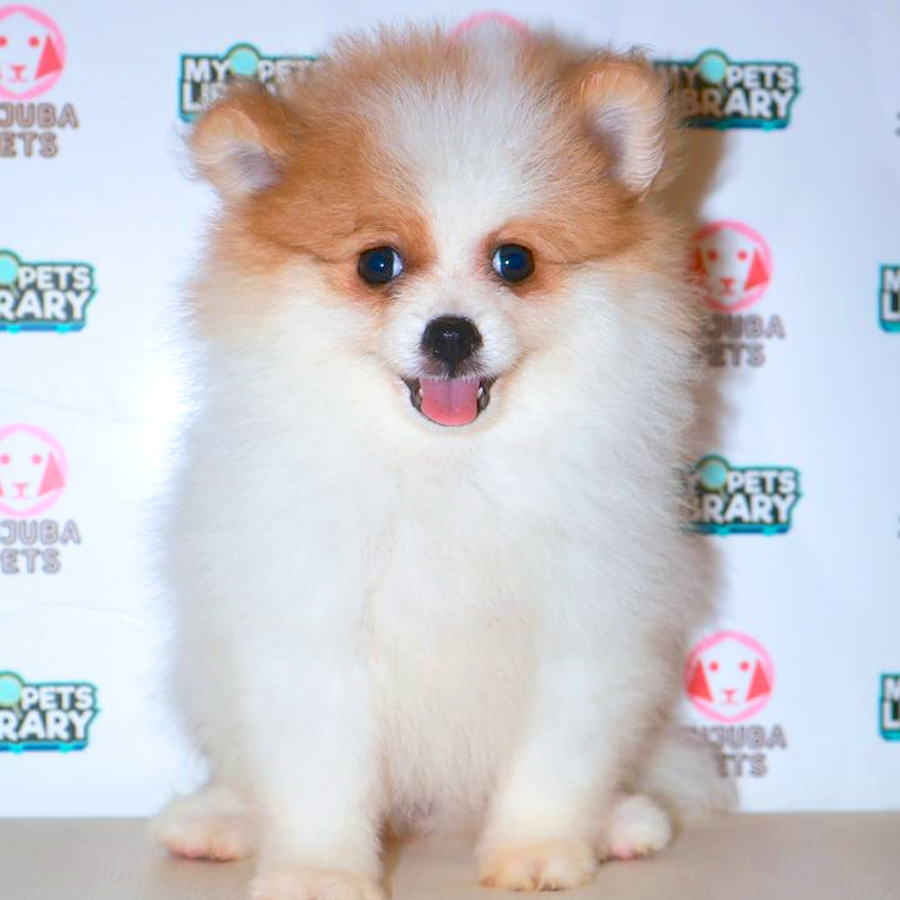 Pomeranian Puppy
