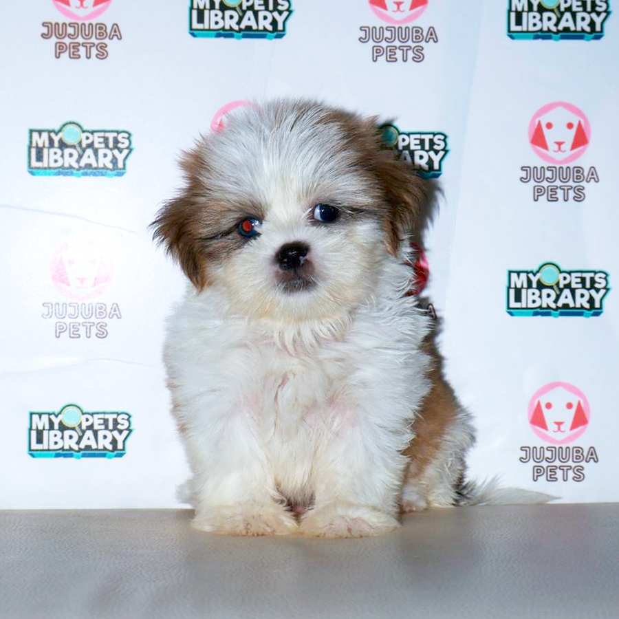 Shih Tzu Puppy