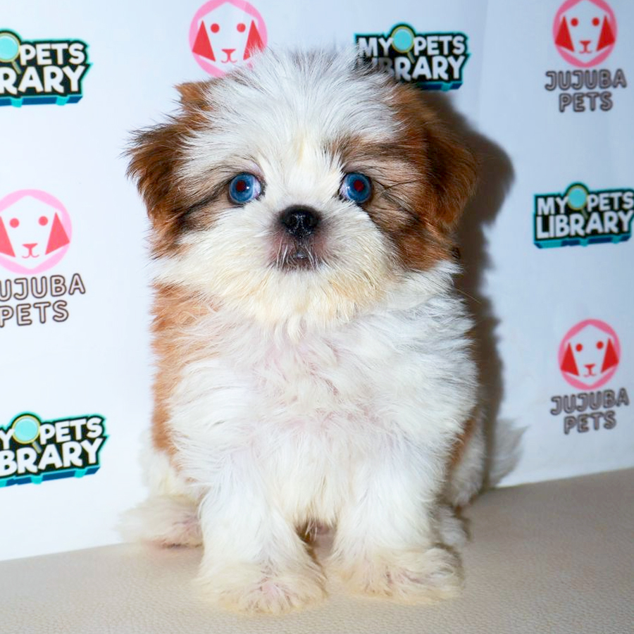 Shih Tzu Puppy