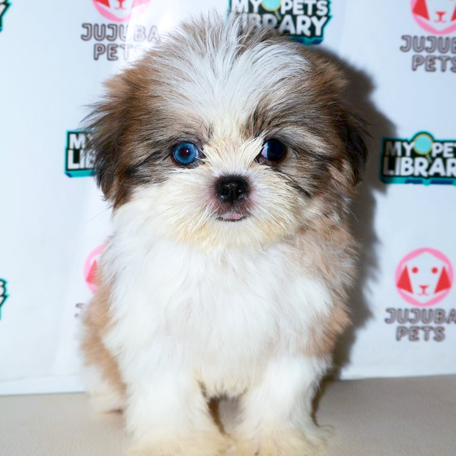 Shih Tzu Puppy